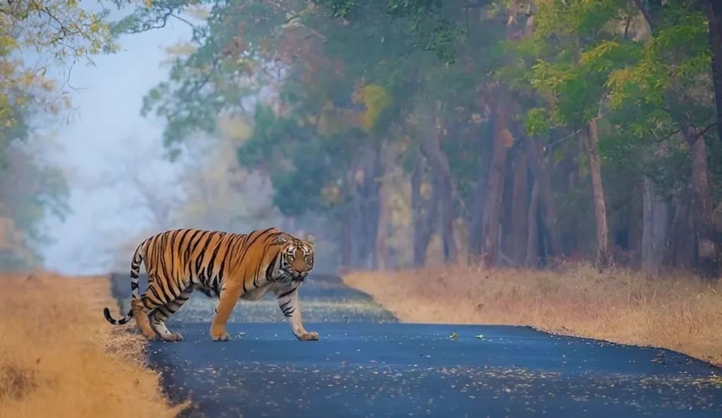 Tadoba-tiger reserve