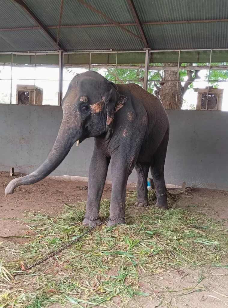 Hatti khana, Elephant Stable