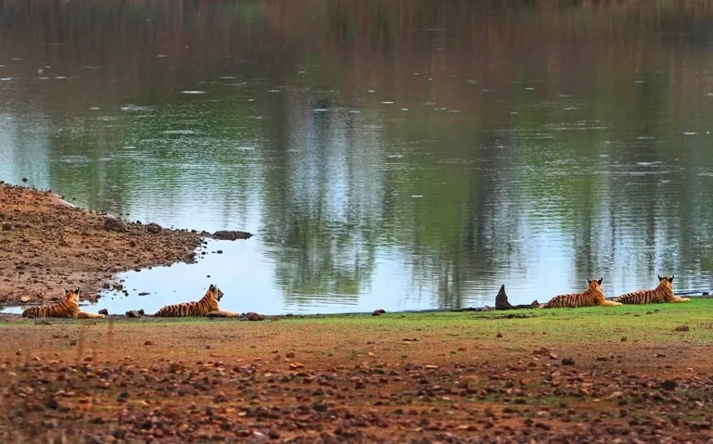 Tadoba Lake