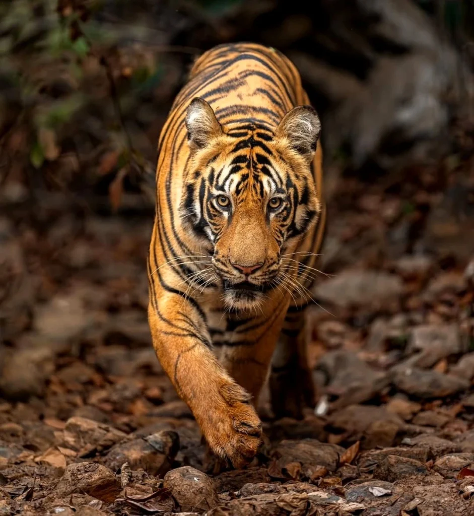 Tadoba Tiger Reserve