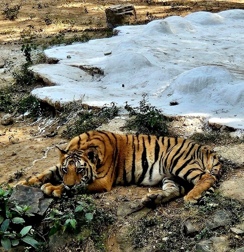 Gwalior Zoo