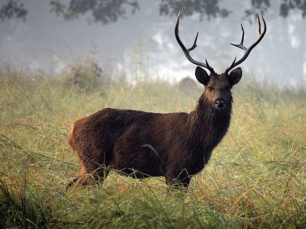 Swamp Deer (Barasingha)