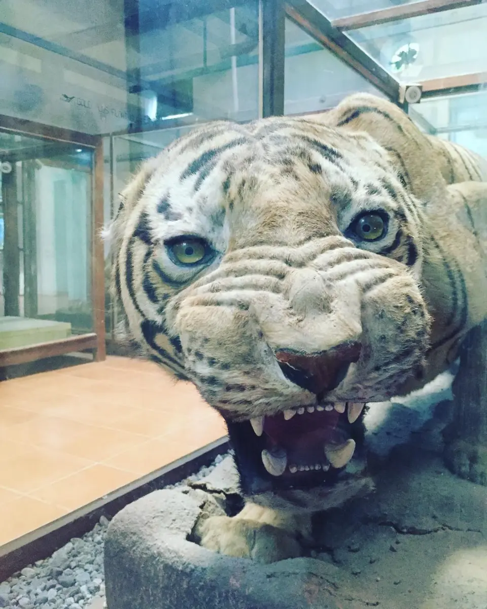 Corbett Museum