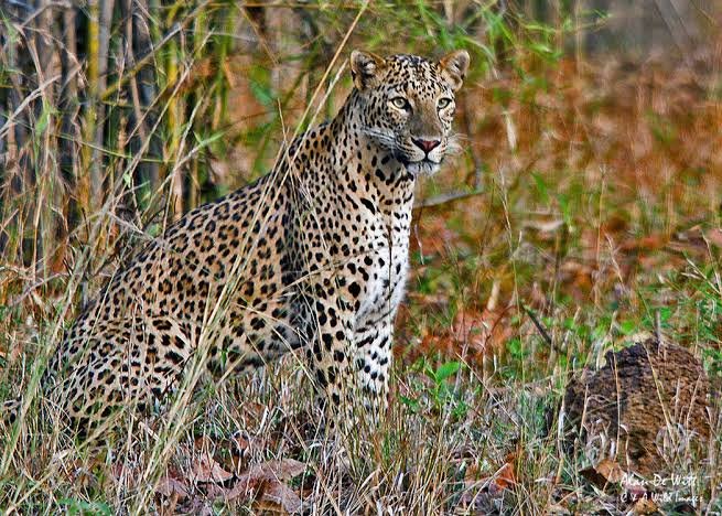 Leopard