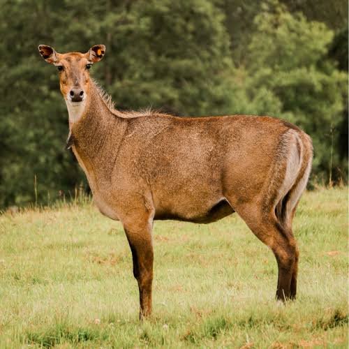 Nilgai