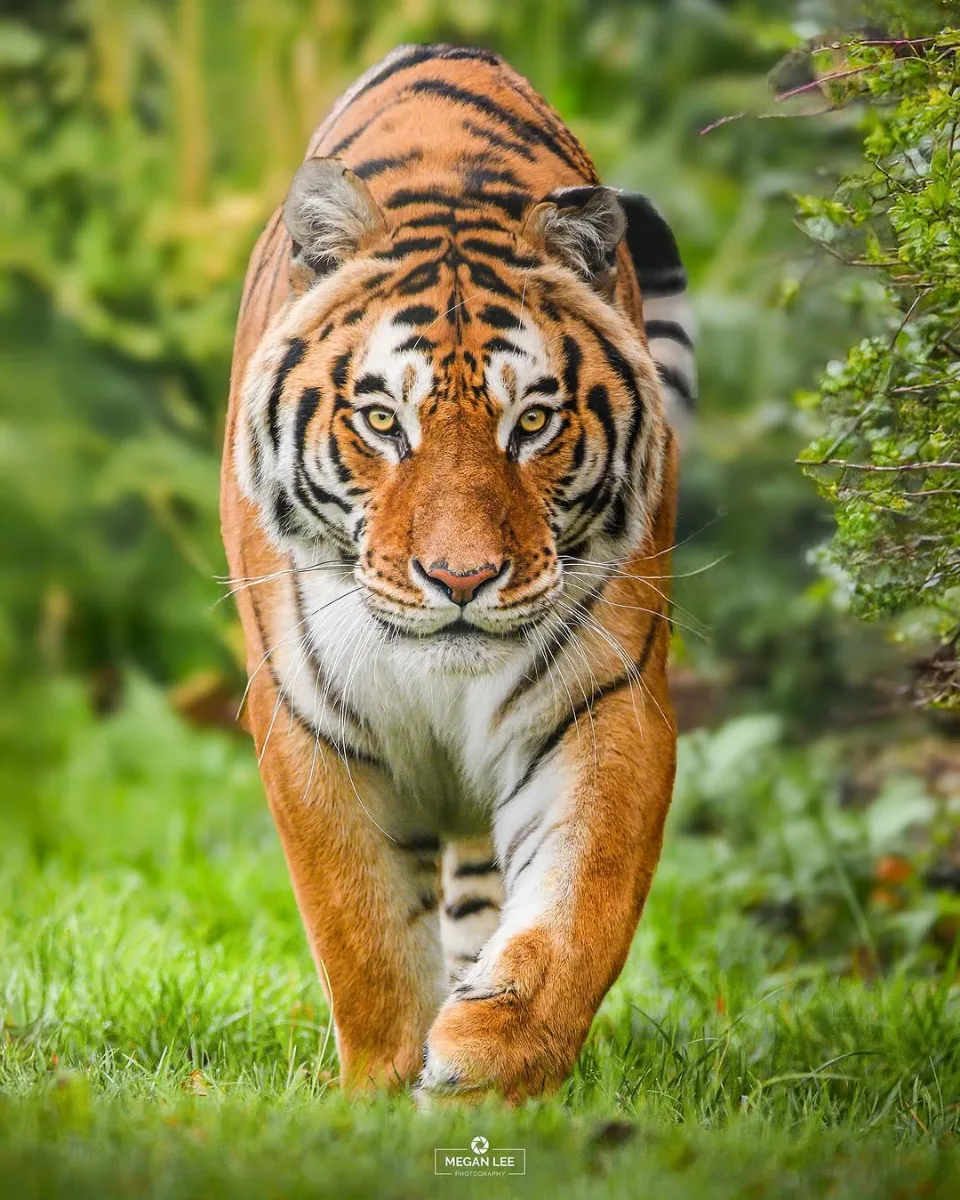 Royal Bengal Tiger