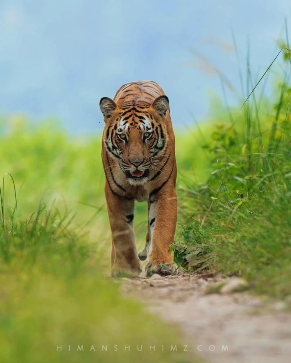 Royal Bengal Tiger