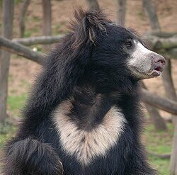 Sloth Bear