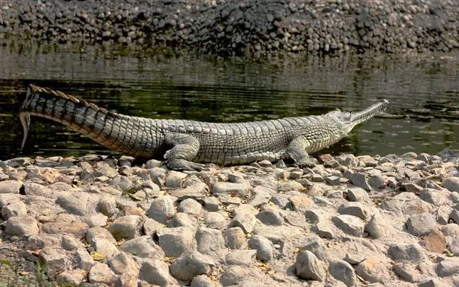 Son Gharial Sanctuary