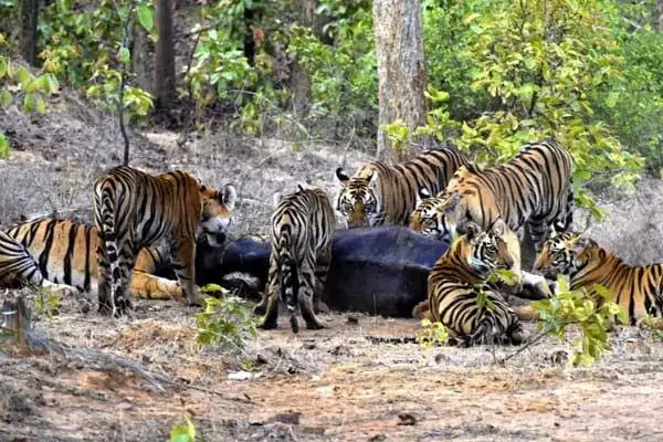 Sanjay Dubri Tiger Reserve