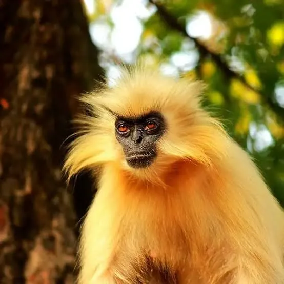Golden Langur