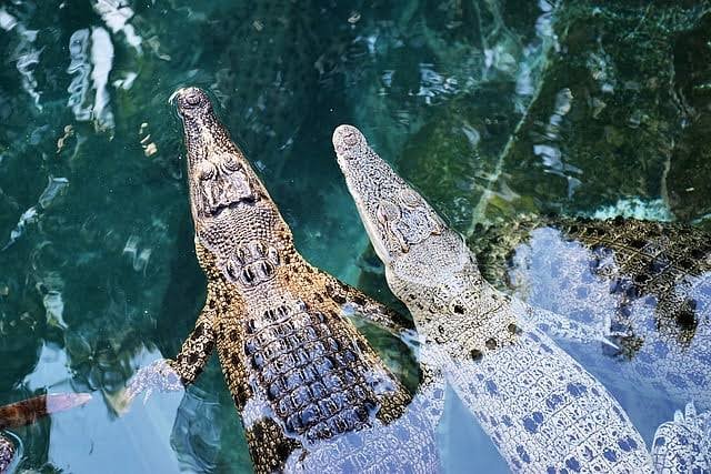 Crocodile Breeding Centre