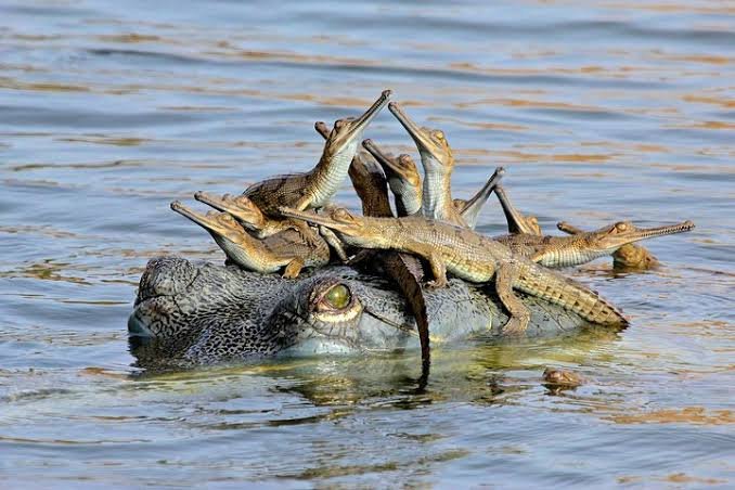 Ken Gharial Sanctuary