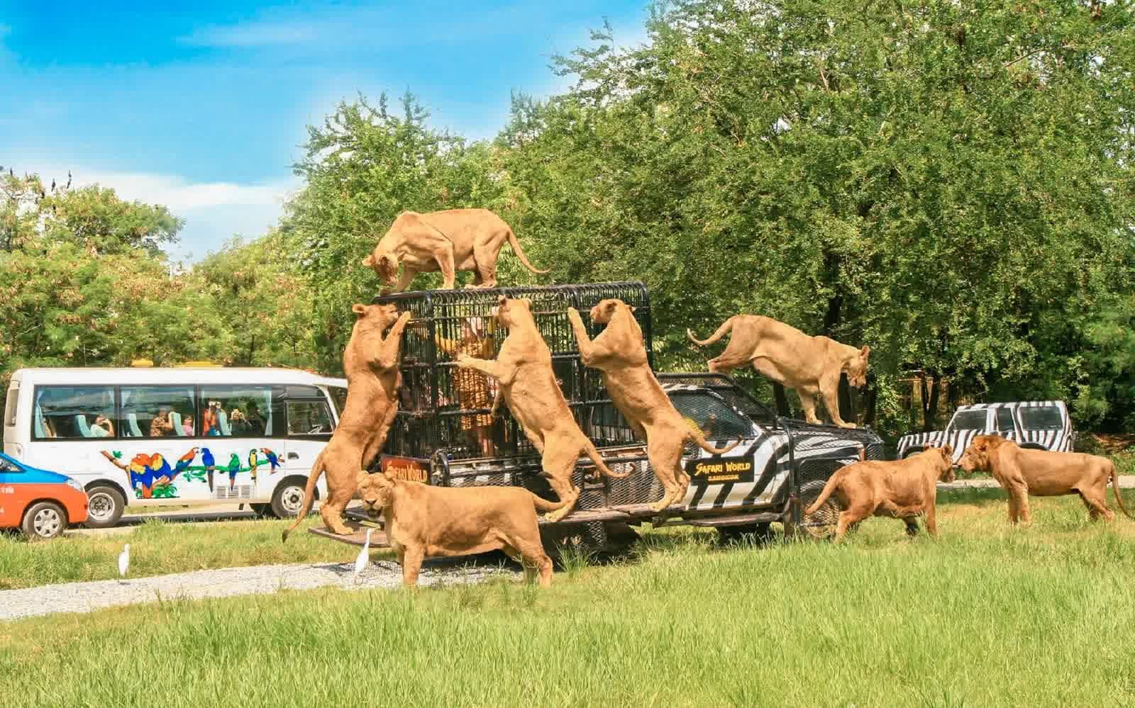 Safari World