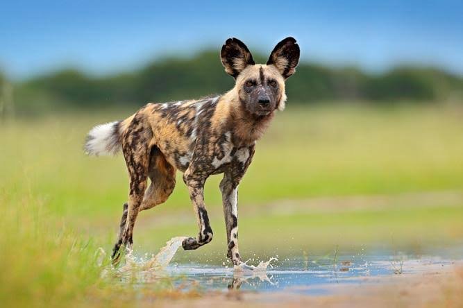 Wild Dog (Dhole)