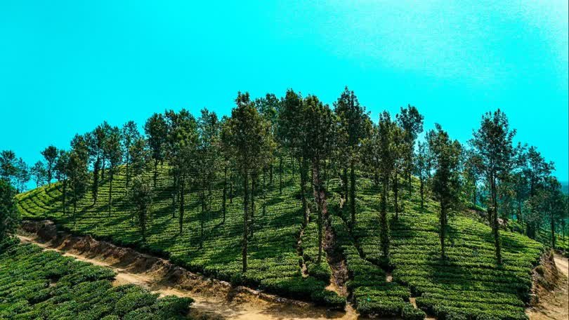 Coffee Plantations Coorg