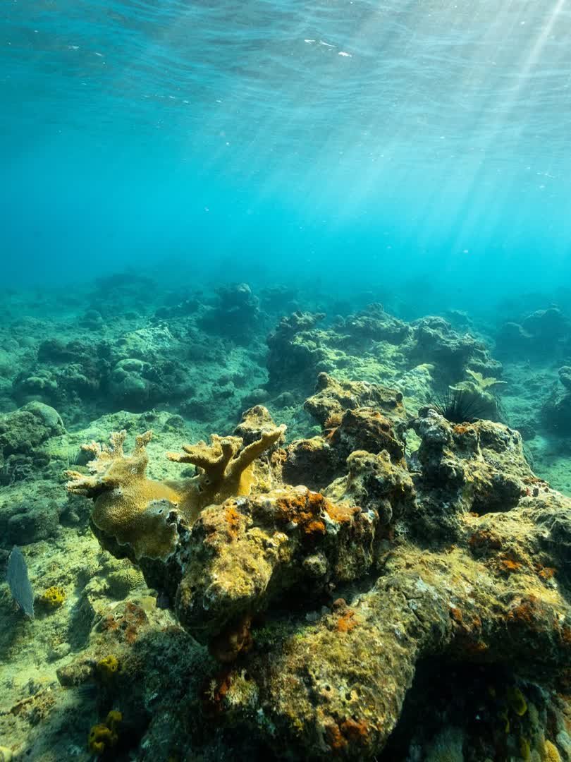 Lakshadweep Coral Reefs