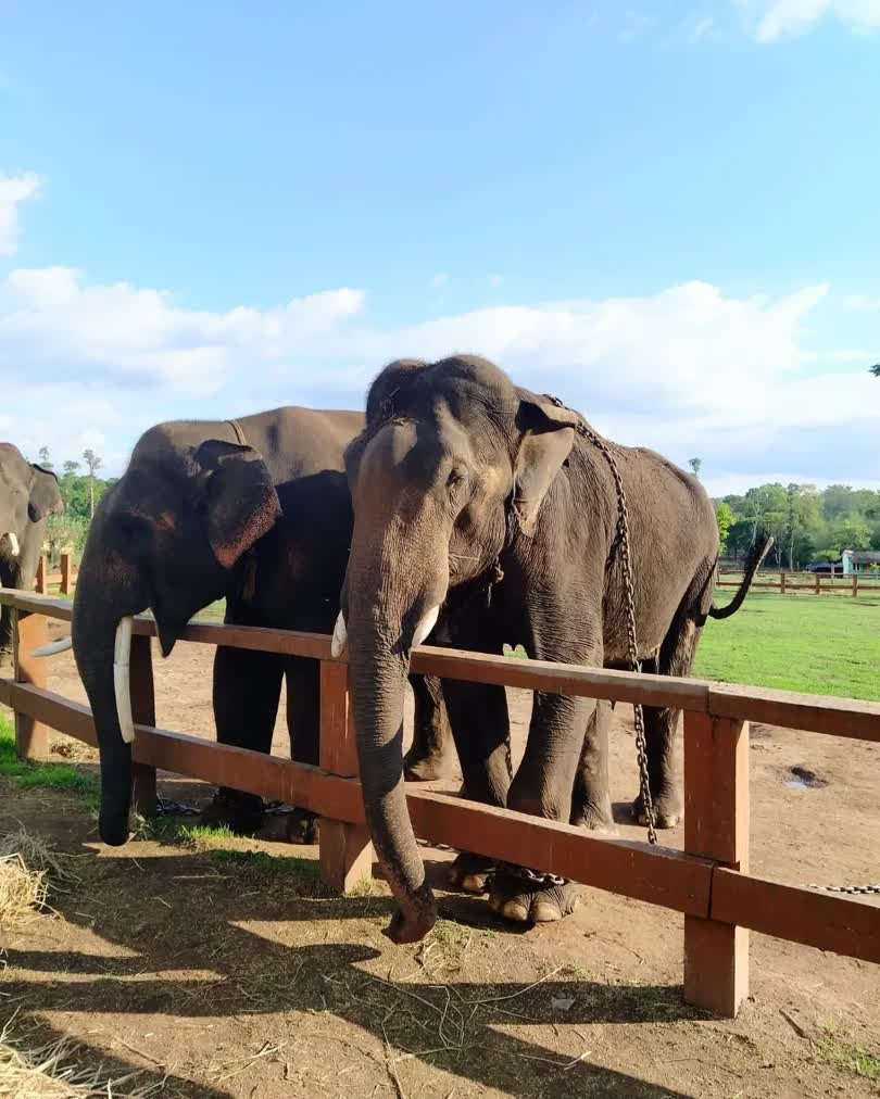 Dubare Elephant Camp