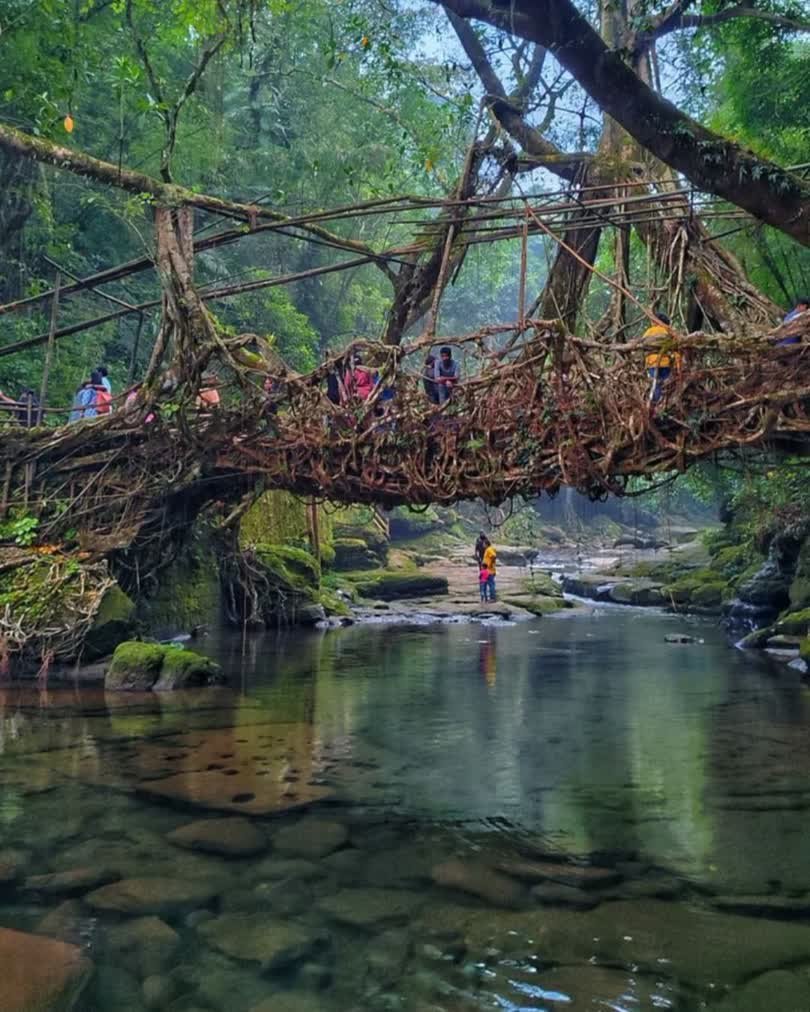 Living Root Bridge Meghalaya