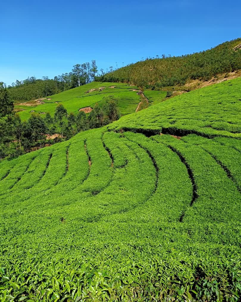 Munnar Tea Gardens