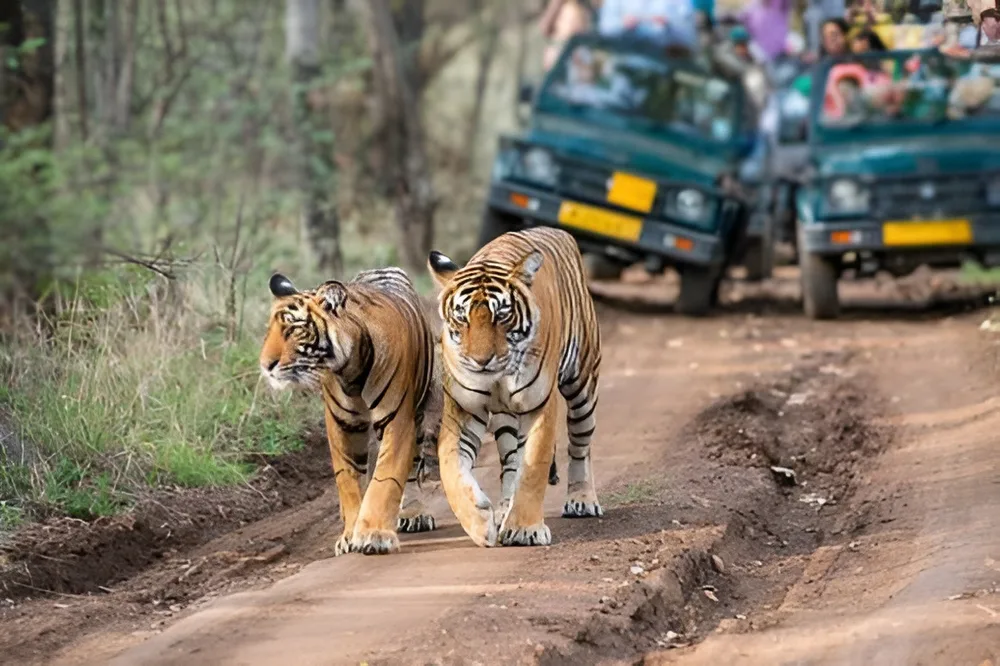 Tadoba