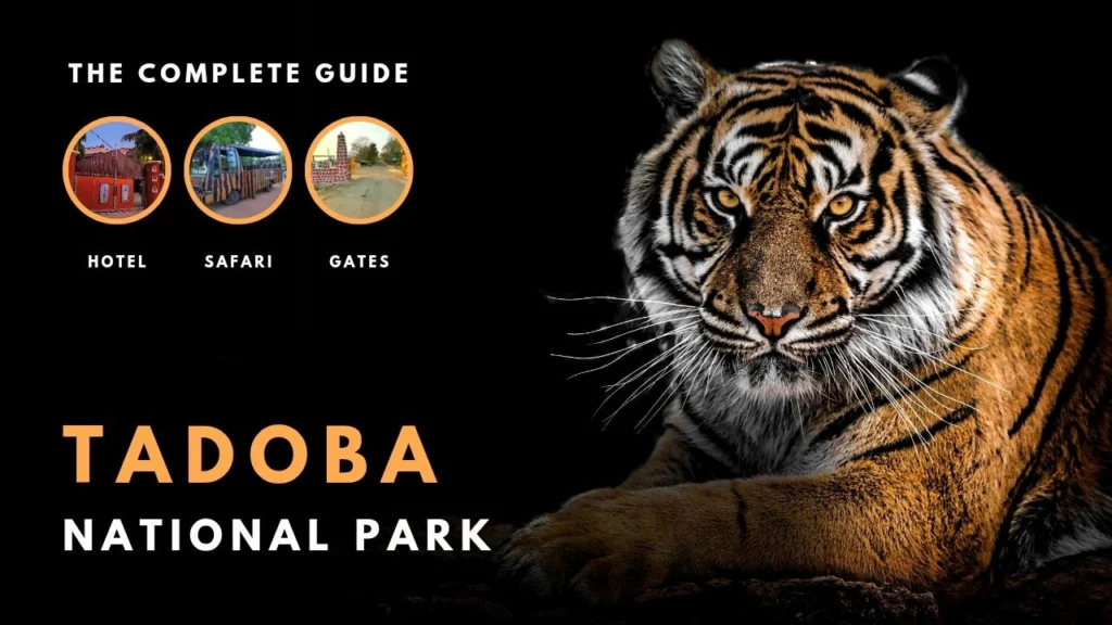 Tadoba Safari Guide