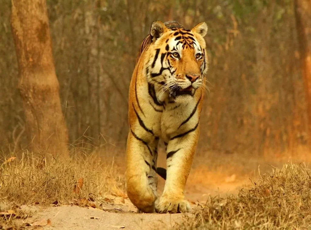 Kanha National Park