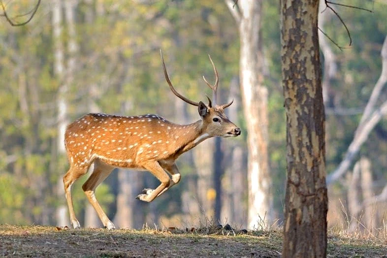 Pench National Park