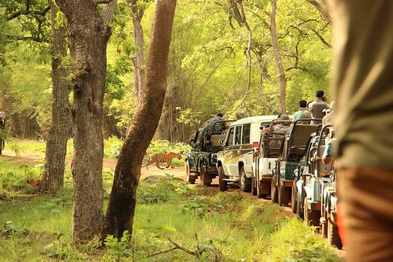 Tadoba National Park