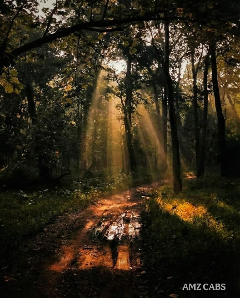 Nagzira Wildlife Sanctuary